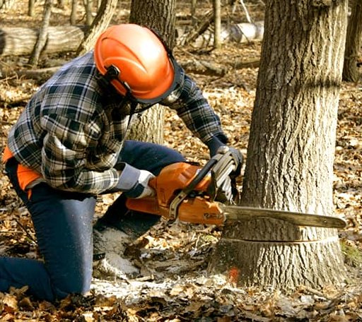 Tree Removal in Coleman, MI